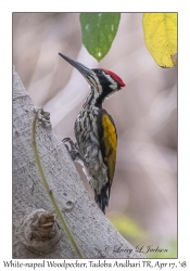 White-naped Woodpecker