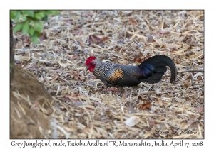 Grey Junglefowl