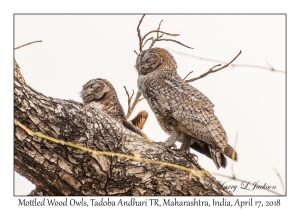 Mottled Wood Owls