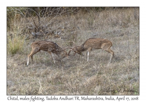 Chital