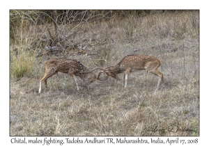 Chital