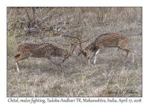 Chital