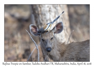 Rufous Treepie & Sambar