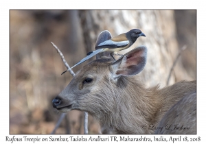 Rufous Treepie & Sambar