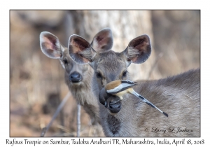 Rufous Treepie & Sambar