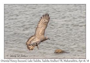 Oriental Honey-buzzard