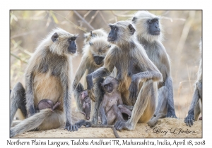 Northern Plains Langurs