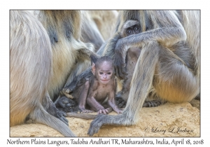 Northern Plains Langurs