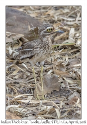 Indian Thick-knee