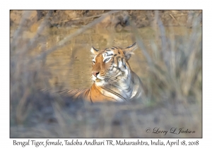 Bengal Tiger