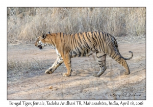 Bengal Tiger