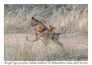 Bengal Tiger