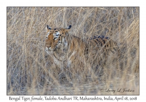 Bengal Tiger