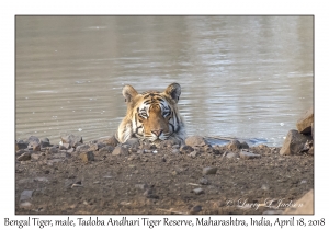 Bengal Tiger