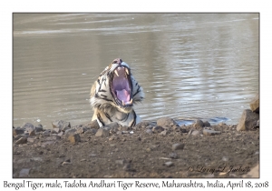 Bengal Tiger