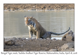 Bengal Tiger