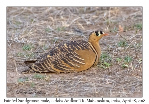 Painted Sandgrouse