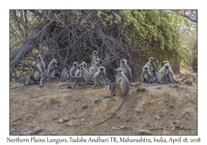 Northern Plains Langur