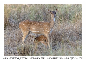 Chital