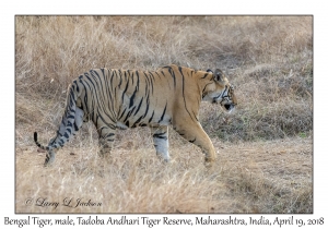 Bengal Tiger