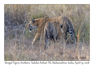 Bengal Tigers