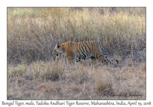 Bengal Tiger