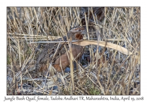 Jungle Bush Quail