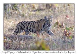 Bengal Tiger