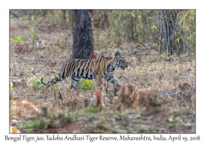 Bengal Tiger