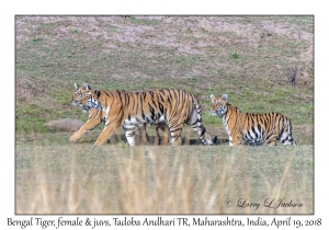 Bengal Tigers