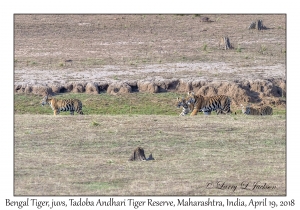 Bengal Tigers