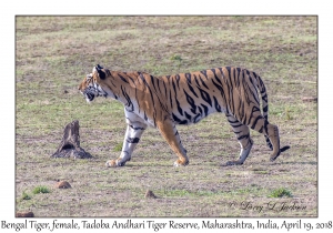 Bengal Tiger