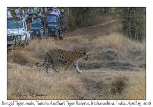 Bengal Tiger