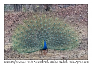 Indian Peafowl