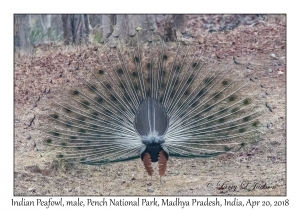 Indian Peafowl