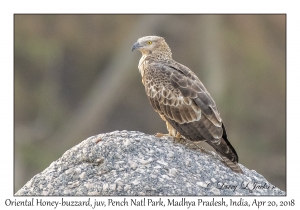 Oriental Honey-buzzard