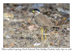 Yellow-wattled Lapwing