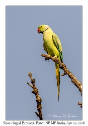 Rose-ringed Parakeet