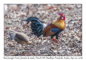 Red Junglefowl