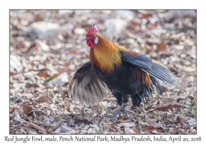 Red Junglefowl