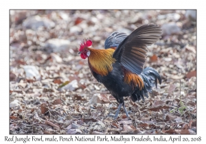 Red Junglefowl