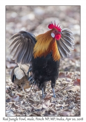 Red Junglefowl