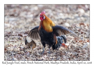 Red Junglefowl