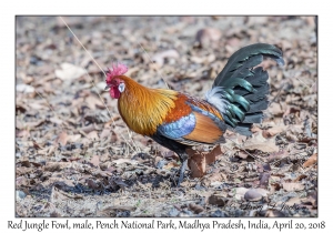 Red Junglefowl