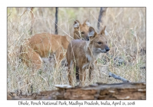 Dhole