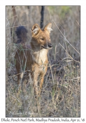 Dhole