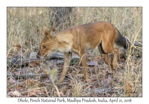 Dhole