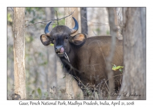 Gaur