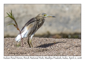 Indian Pond Heron