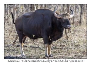 Gaur